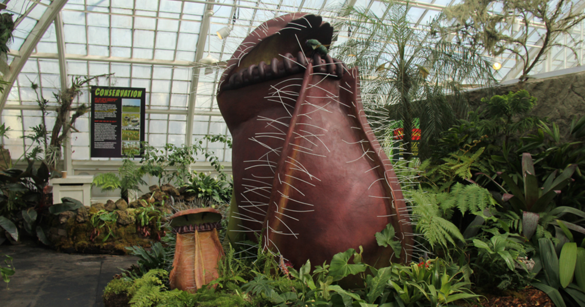 Man-Eating Plants Take Over Gate Park's Conservatory of Flowers - CBS San Francisco