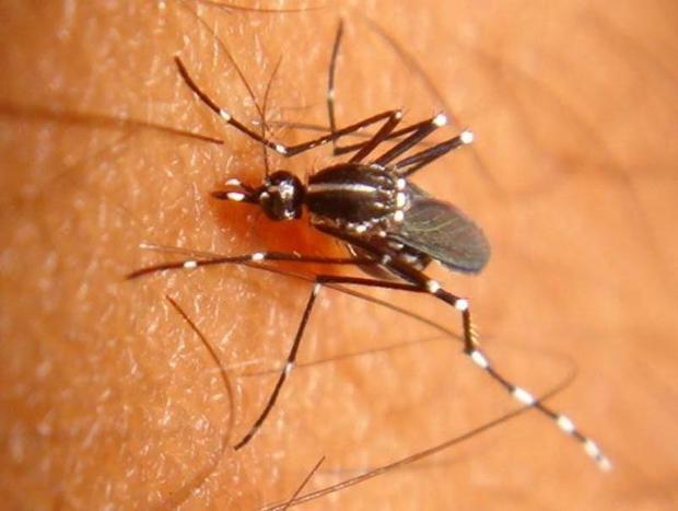 Asian Tiger Mosquito 