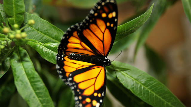 monarch-butterfly.jpg 