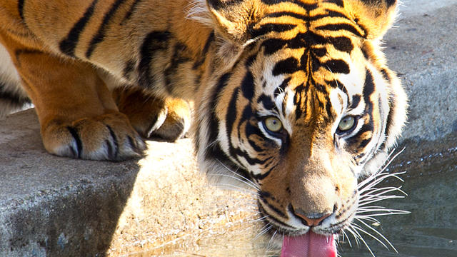 sumatran-tiger.jpg 