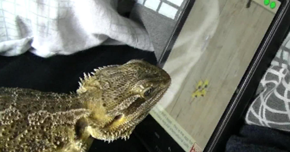 Outbreak strain of Salmonella traced to pet bearded dragons; 25 states  involved