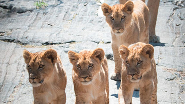 Bronx Zoo Lion Cubs 