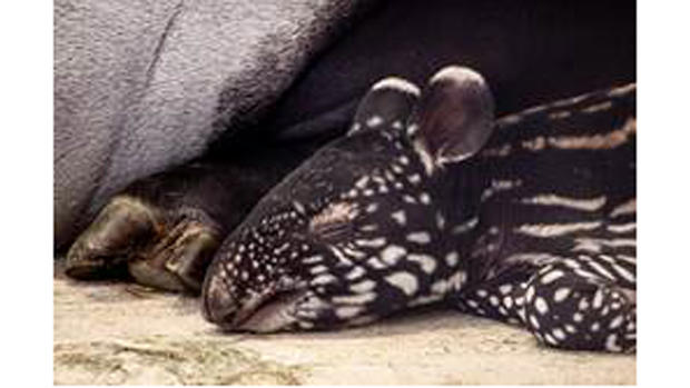 tapir4 