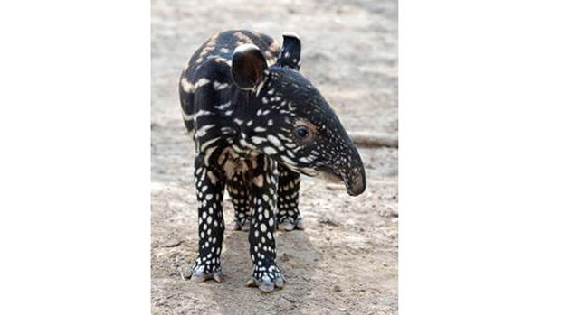 tapir 