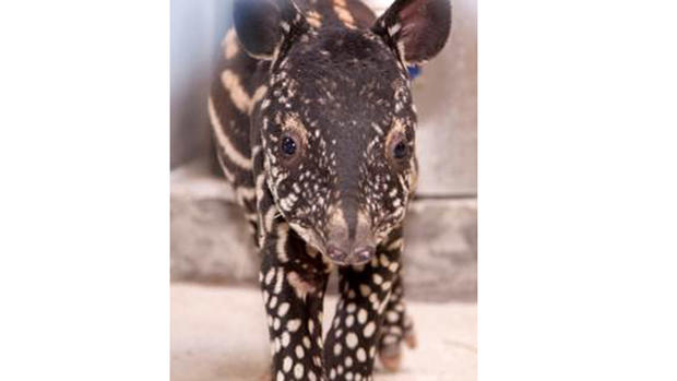 tapir3 