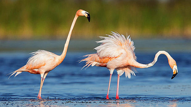 wild-flamingos-4.jpg 