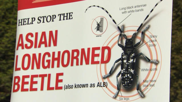 asian-longhorned-beetle.jpg 