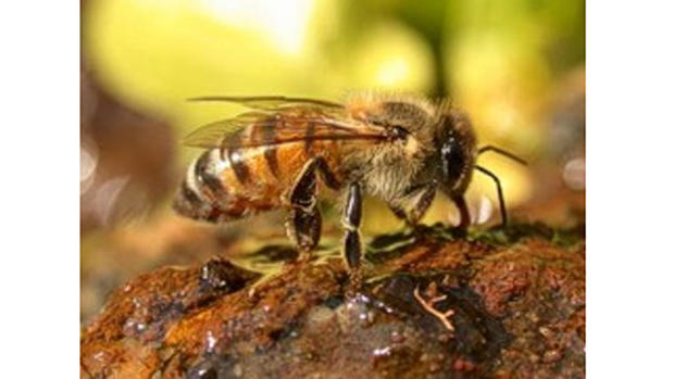Africanized honey bee  
