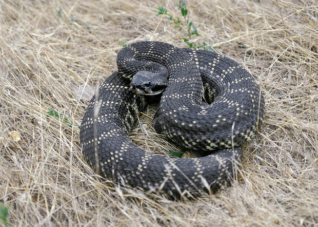 Southern Pacific Rattlesnake by Ian Recchio 