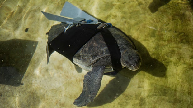 ​A green sea turtle named Hofesh, the Hebrew word for "freedom," swims with a prosthetic fin at the Sea Turtle Rescue Center in Michmoret, Israel, May 15, 2014. 