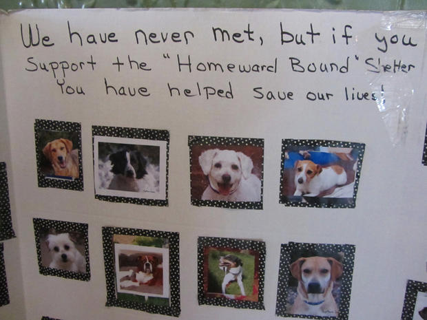 Homeward Bound Rescue Dogs 