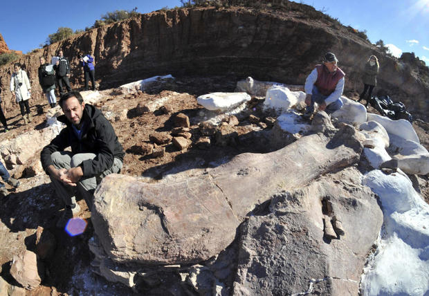 Largest dinosaur fossils discovered 