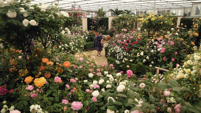 Chelsea flower show 
