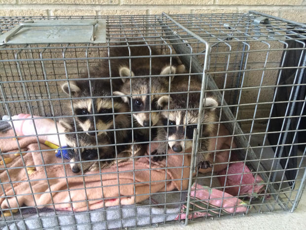 Baby Raccoons Left On Doorstep 