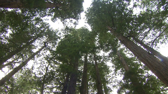 muir-woods-cathedral-grove-cbs.jpg 