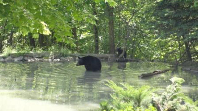 bear-and-cub-swimming.jpg 
