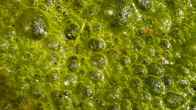 algae.jpg 