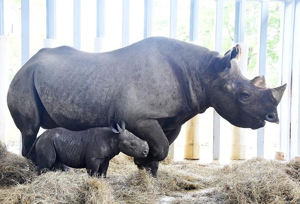 new-baby-rhino.jpg 