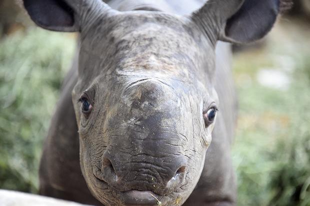 new-baby-rhino4.jpg 
