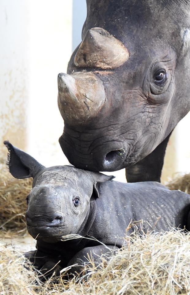 new-baby-rhino5.jpg 