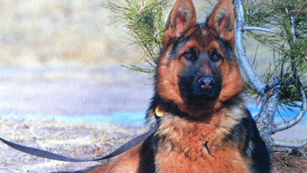 Police Dogs missing German shepherd (sought, from DougCoSO) 