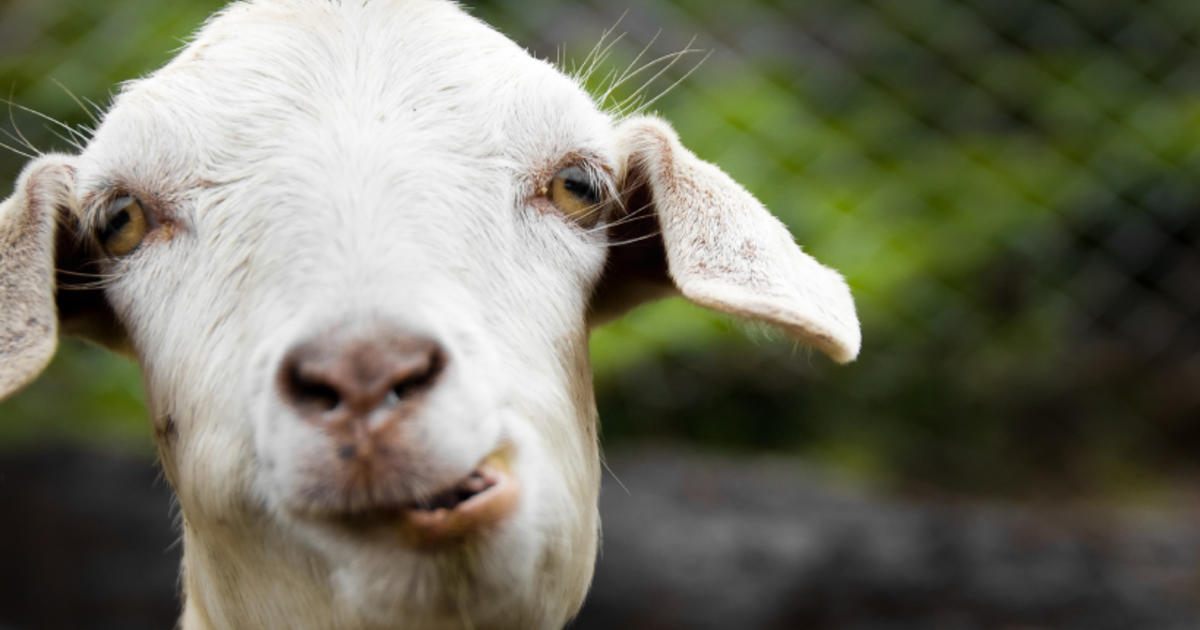 Union Files Grievance Over Mowing Goats Used At University In Michigan -  CBS Detroit