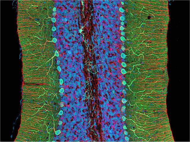 Real Human Cell Photo