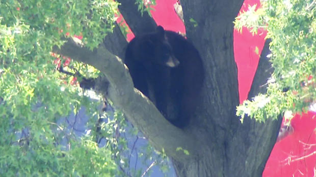 Bear In Tree 