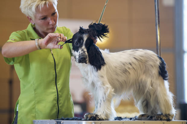 International Dog Grooming Championships 