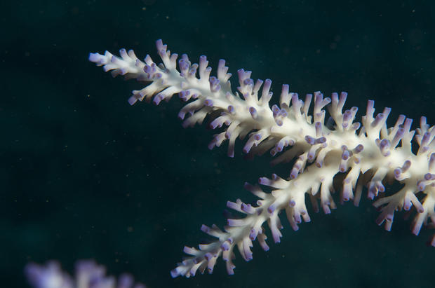 great-barrier-reef-australia-coral-jayne-jenkins.jpg 