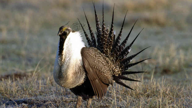greater-sage-grouse.png 