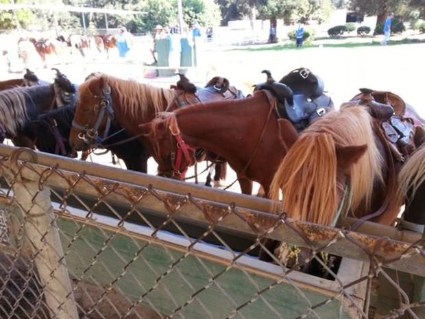 griffith park pony rides 