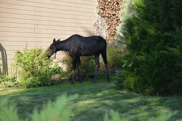 ManitouMoose3 (CO Parks and wildlife) 