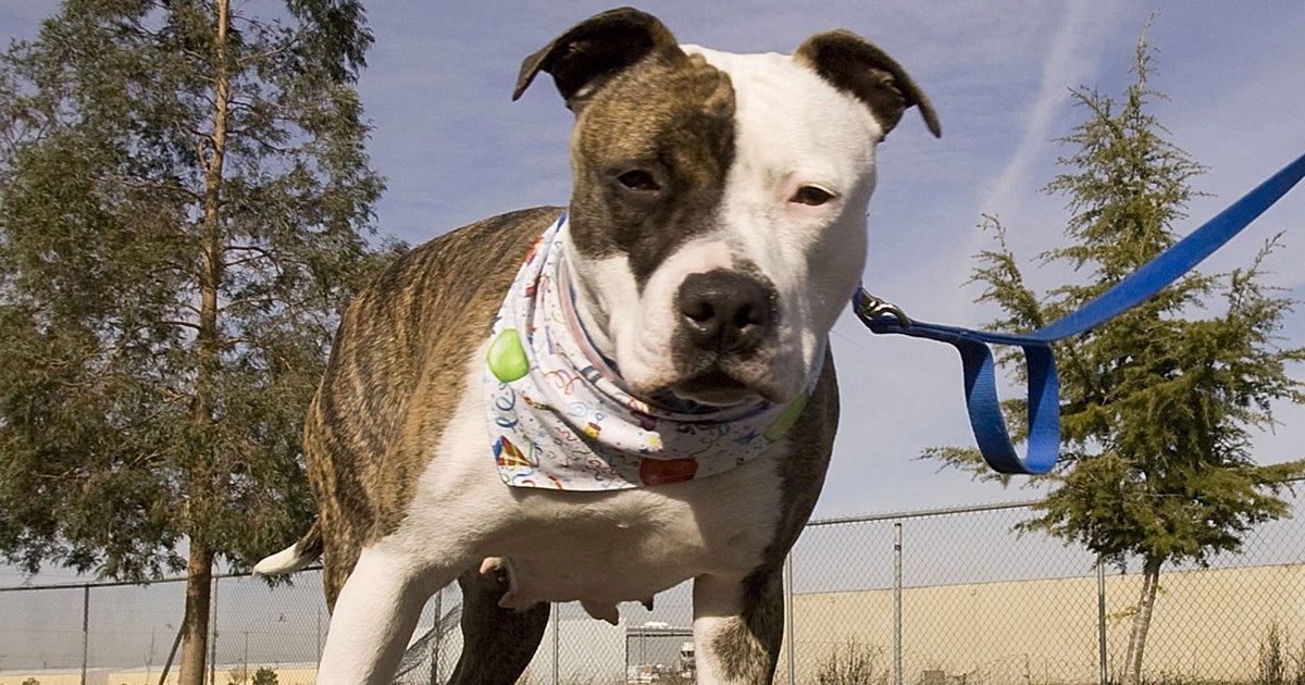 Pit bull seriously injures toddler who apparently tried to hug dog ...