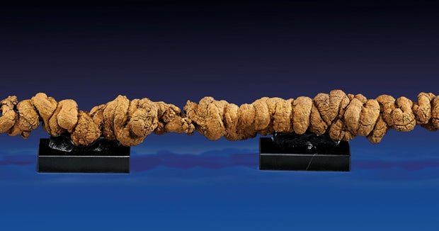 longest-fossilized-poop-to-be-sold-at-auction-cbs-news