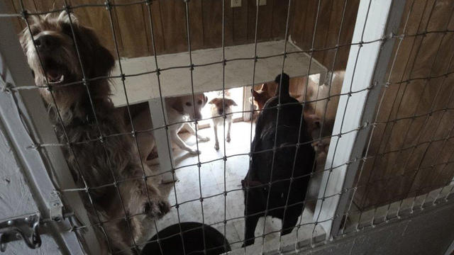 arapco-animal-cruelty-dogs.jpg 