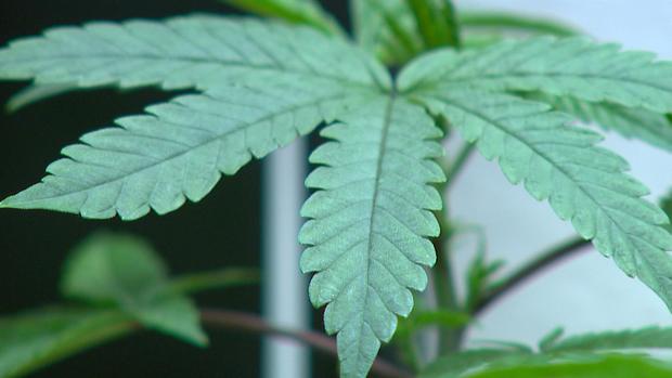 Marijuana Pot Plant Generic 