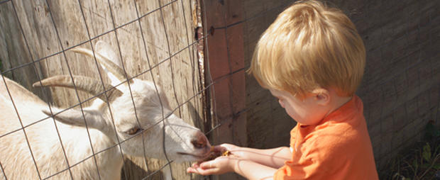petting zoo child animal 610 header 