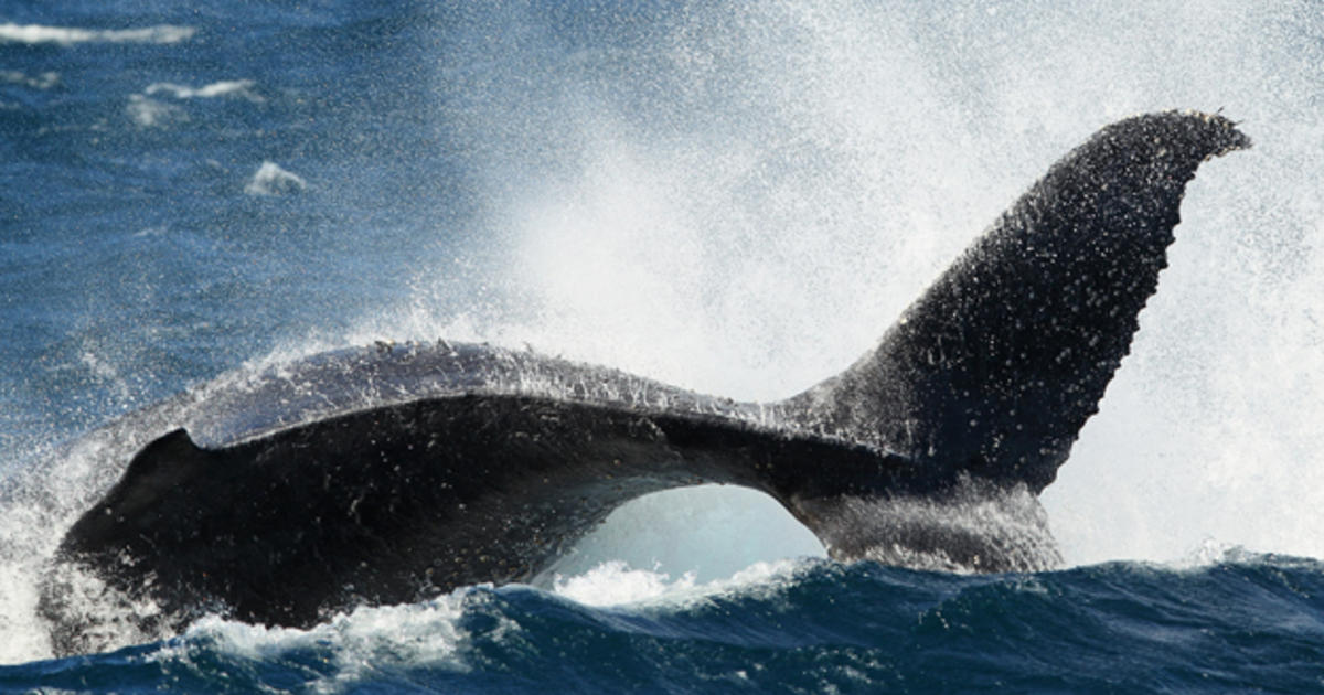 Top 5 American Whale-Watching Tours - CBS San Francisco