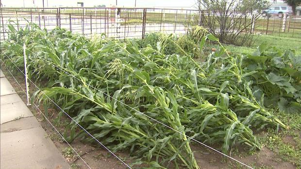 Jarrod Bessire's corn crop 