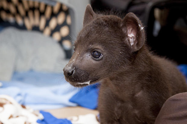 spotted_hyena_pup_04 