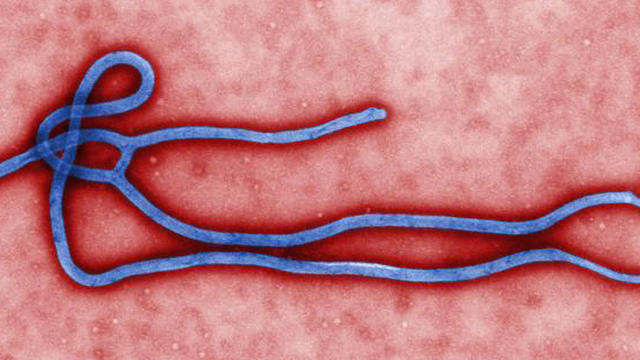 ebola-virus.jpg 