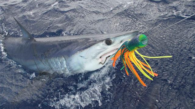 shortfin-mako-caught-for-tagging.jpg 