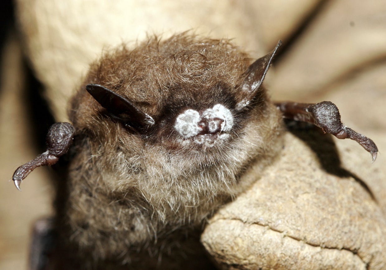 little-brown-batap699765476107.jpg 