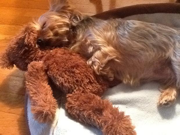 too-hot-today-so-nap-time-with-my-teddy.jpg 