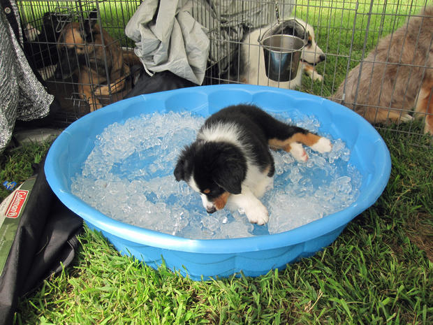 corey-10-weeks-old-is-from-texas-and-hates-the-heat-a-pool-filled-with-ice-is-heaven-to-him.jpg 