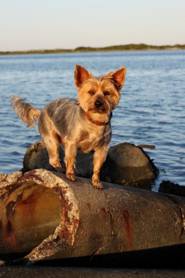 jackson-5-year-old-silky-terrier-on-vacation-at-castaways-in-ocean-city-md.jpg 