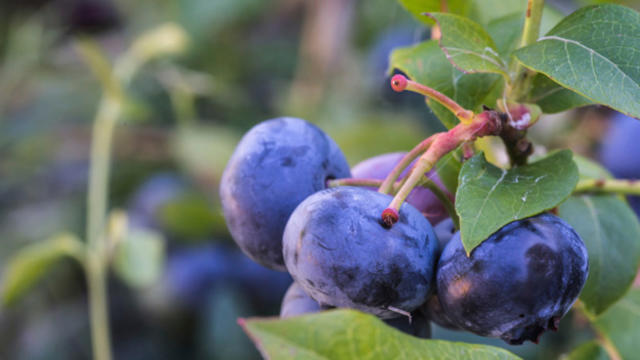 blueberries.jpg 