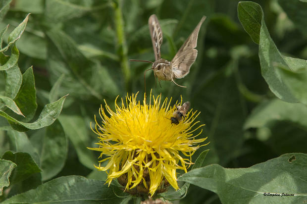 sphinx-hummingbird-moth-tv.jpg 