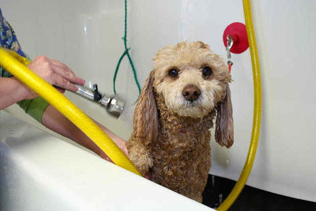 pet grooming dog bath wash 